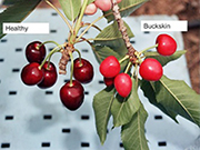 Photo of cherries