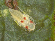 Virginia Creeper Leafhopper pest