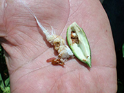 Pink bollworm moths