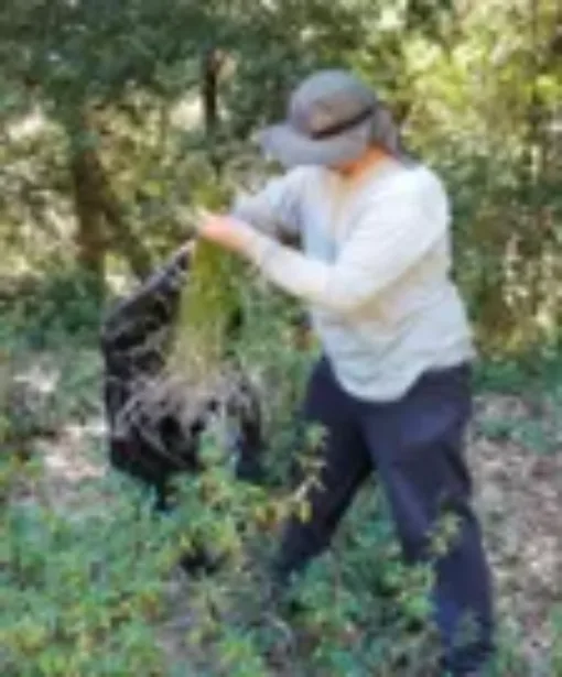 Photo of a person handling weeds