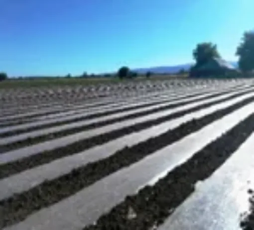 Photo of an agricultural field