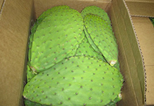 Cactus leaves in a box