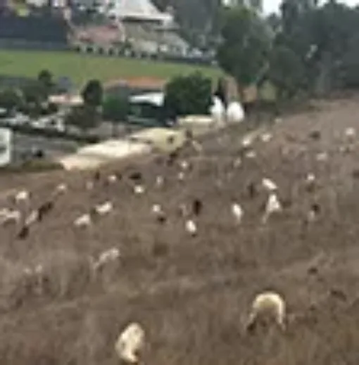 Flock of goats on a hillside grazing