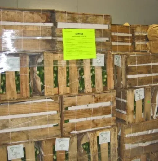 A stack of pallets of vegetables