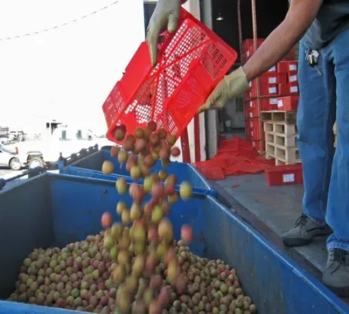 A person transferring fruits from a red basket into a larger blue container