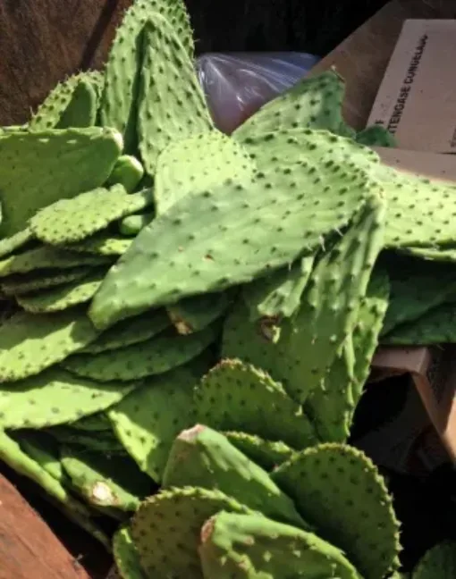 A bunch of cactus leaves