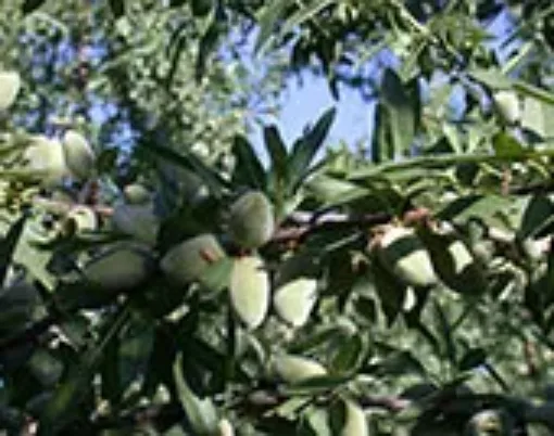 Almonds on a tree