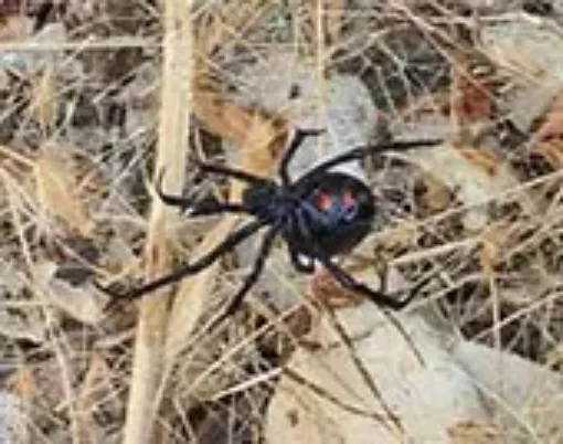 A black widow spider