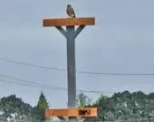 Falcon on a raptor perch erected by the Contra Costa County Agricultural Department. Photo provided by Contra Costa County.